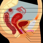 cartoon g-spot orgasm