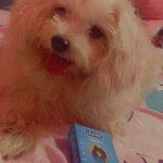 OnlyFans – Lin /  @draculin - Page 10 image 99