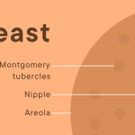 Different types of boobs and nipples