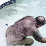 Morning is for a Naked Swim and Stroking: Gay Bear Porn