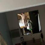 OnlyFans – Kitty / @nippy.hippie - Page 6 image 57