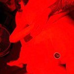 OnlyFans – Kitty / @nippy.hippie - Page 7 image 67