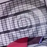 Slut Boy Anal Dildo Trainer C