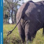 facebook huge africa butt
