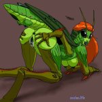 insect tf r34