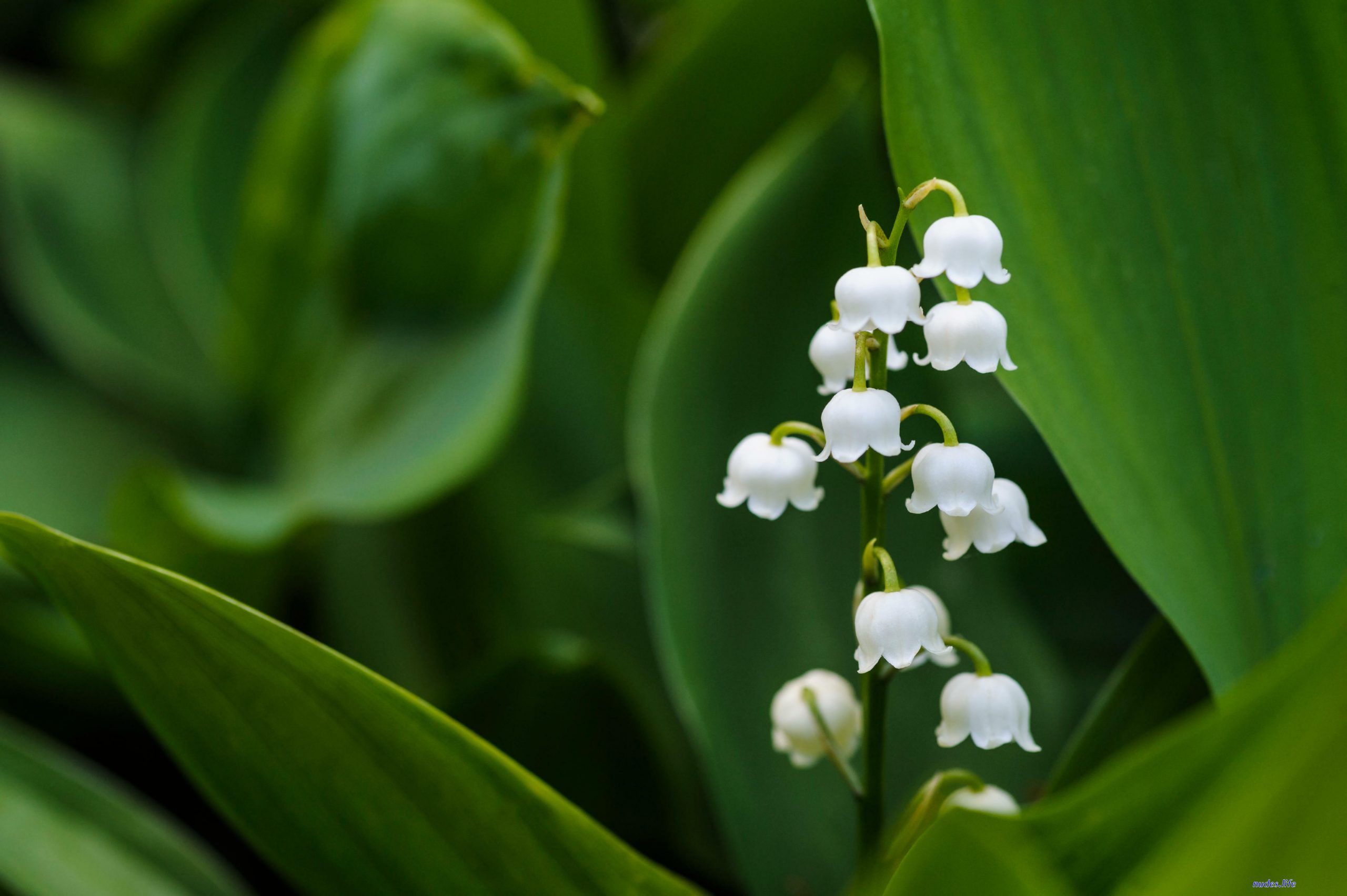 Lily off valley leak