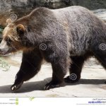 hairy bear pics