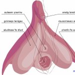 show photos of women vaginas from nigeria
