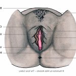 vagina gallery