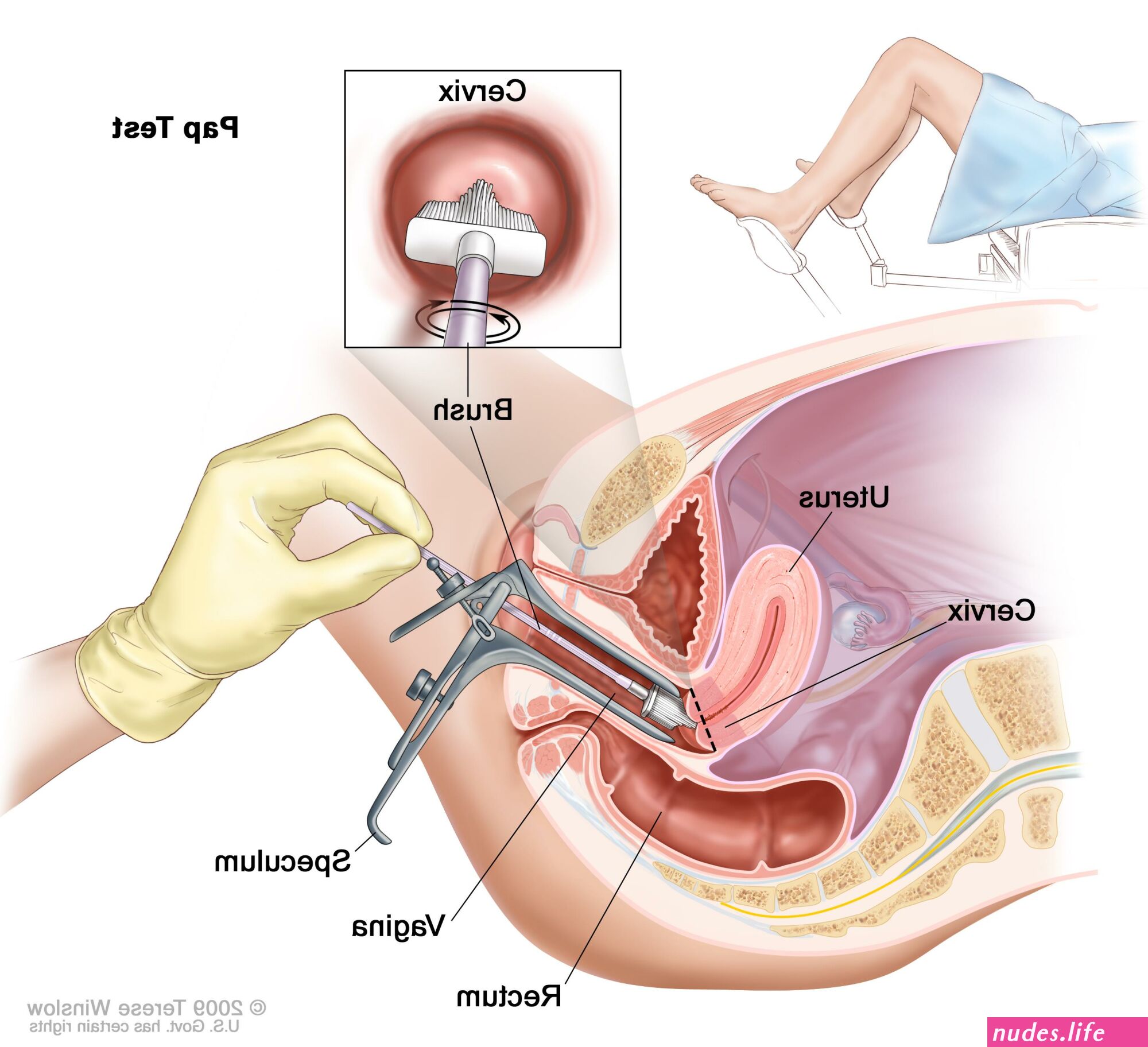 Vagina girl image pussy