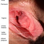 File:Inside vagina 1.jpg