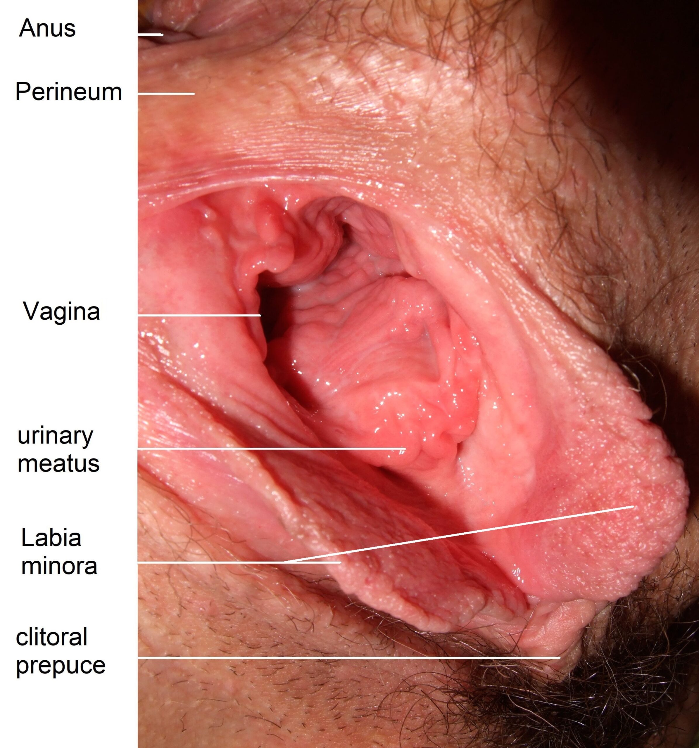 Inside pussy view