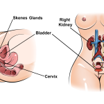 How to Give Her a Squirting Orgasm: The Complete Guide