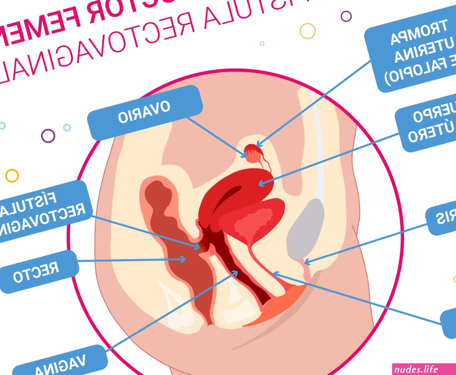 Anal a embarazada